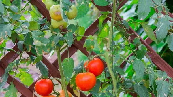 Красиво и полезно: блогер показал, как сделать перголу для помидоров