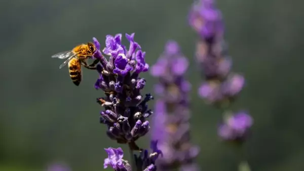 Простые, но эффективные «приманки» для пчел: как увеличить количество опылителей на участке