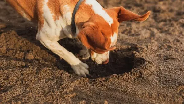 Как отучить собаку рыть ямы в саду или на огороде: лайфхаки и советы