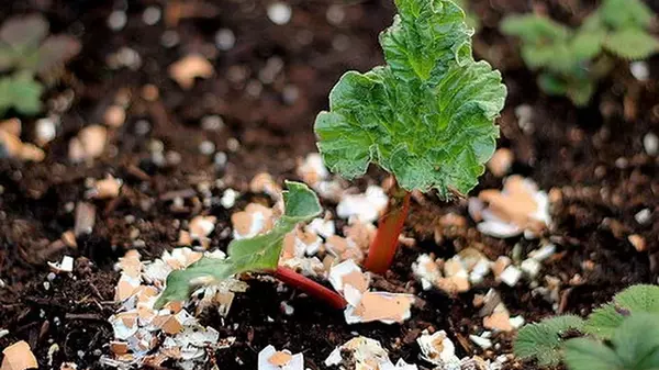 Зачем рассыпать яичную скорлупу на огороде: любимое удобрение садоводо...