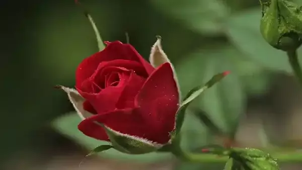 Что нужно сделать, чтобы розы цвели пышнее и дольше
