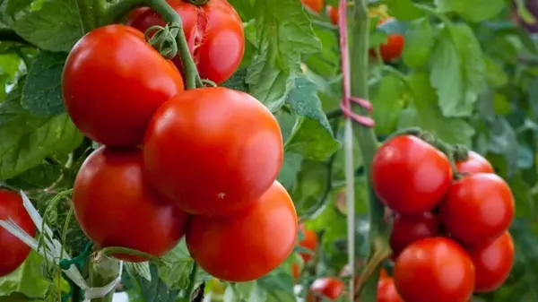 Чем опрыскивать помидоры в период цветения, чтобы хорошо завязывались ...
