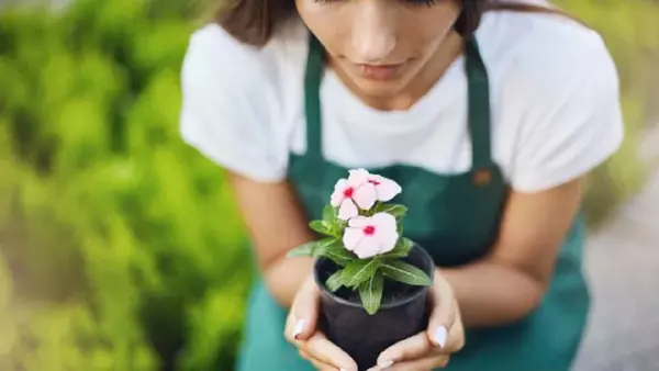 7 цветов, которые можно высадить летом. Они любят солнце и тепло