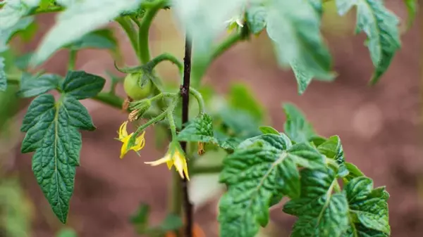 Борная кислота для помидоров: эта простая подкормка увеличит урожай в ...