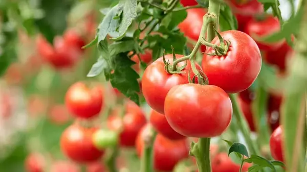 Не надо их жалеть: как обрезать помидоры, чтобы сформировать плодоносн...