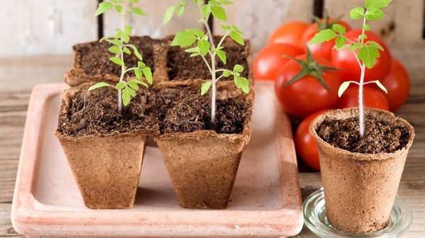 Як вибрати насіння томатів для посіву влітку