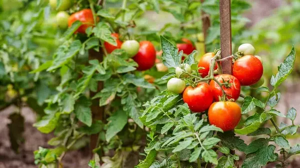 Эта ошибка губит помидоры: как правильно поливать кусты в жару