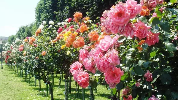 Как подарить розам вторую жизнь на кусте: лайфхак от садовницы