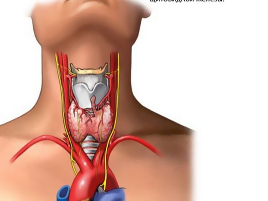 Недостаток гормонов щитовидной железы