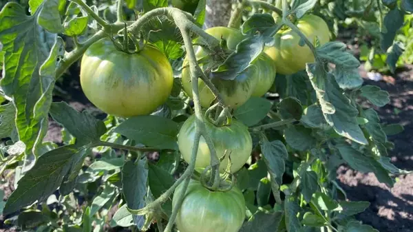 Как ускорить созревание помидоров: эффективные советы, чтобы получить ...