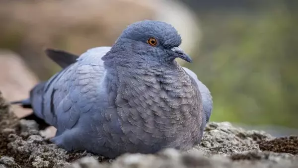 Действительно ли голуби глупые? 6 популярных мифов о знакомых всем птицам