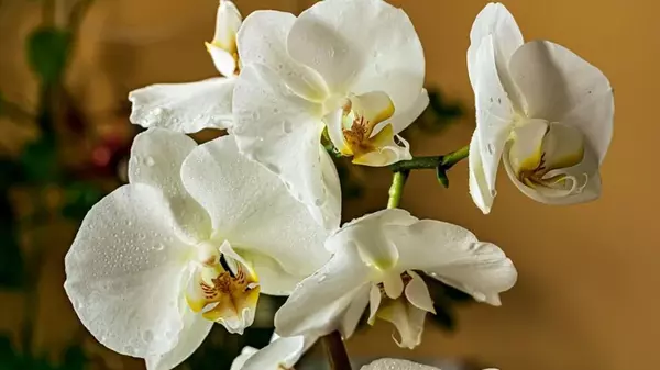 Орхидея засыхает: запомните пять основных шагов, чтобы спасти экзотиче...