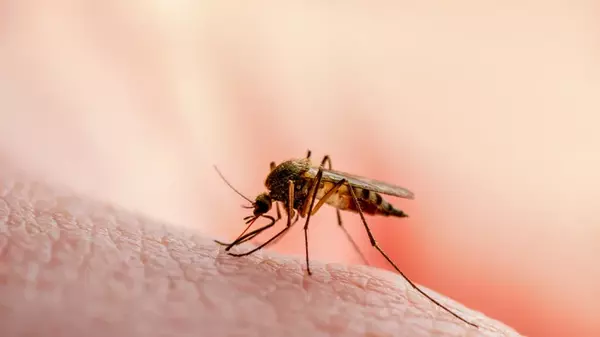 Как приготовить домашнее средство от комаров: секрет блогера