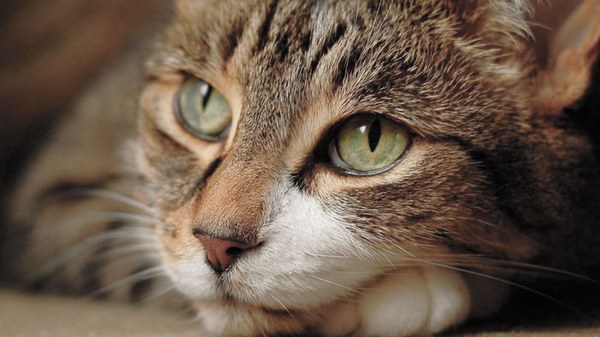 Почему кошка обнюхивает лицо: названа причина любопытного поведения лю...