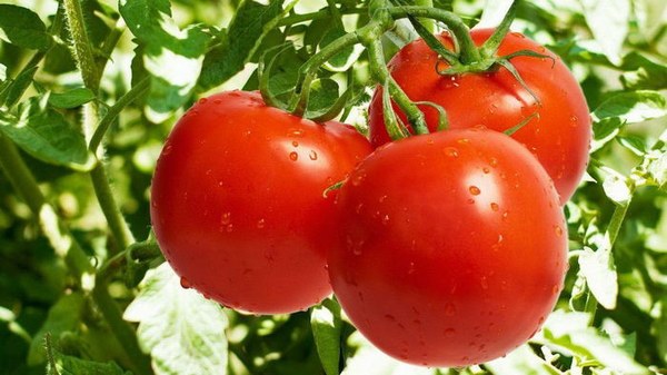 Польза обыкновенной соды для ваших томатов