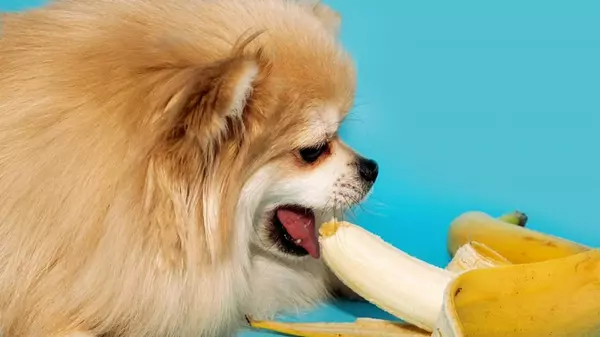 Можно ли собакам есть бананы: ветеринары предупредили хозяев о последствиях