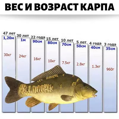 вес и возраст карпа