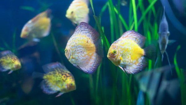 Как спят рыбы и есть ли у них биологические часы