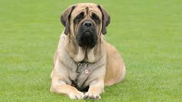 Настоящие гиганты: кинологи назвали 10 самых больших пород собак в мире