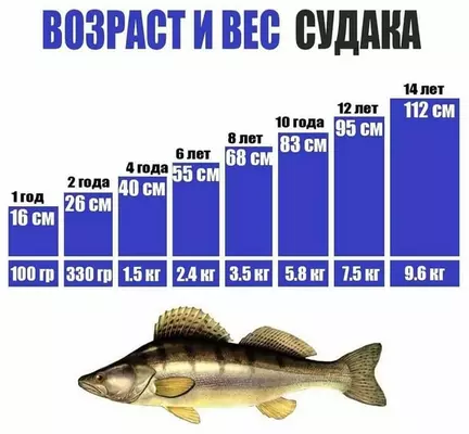 возраст и вес судака