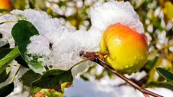 Лучшая подкормка для яблони под зиму: в следующем году будет большой урожай