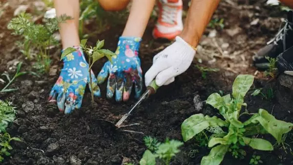 7 растений, которые еще не поздно посадить в ноябре и получить ранний ...