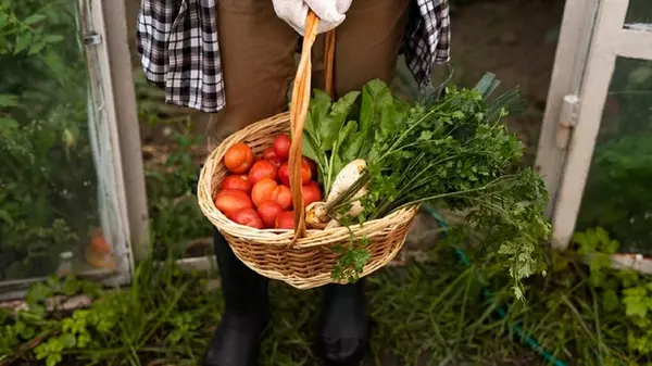 Почему тепличные овощи не такие вкусные и как улучшить их вкус