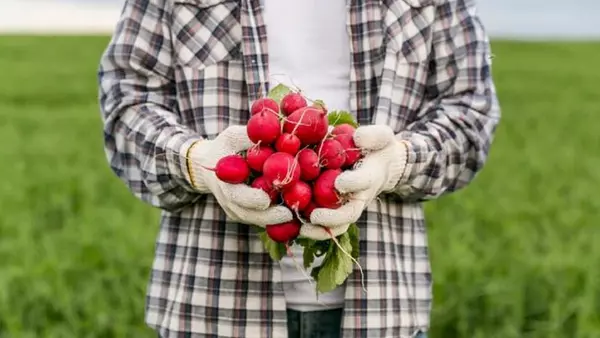 Как быстро вырастить крупный и вкусный редис в теплице, не дожидаясь весны