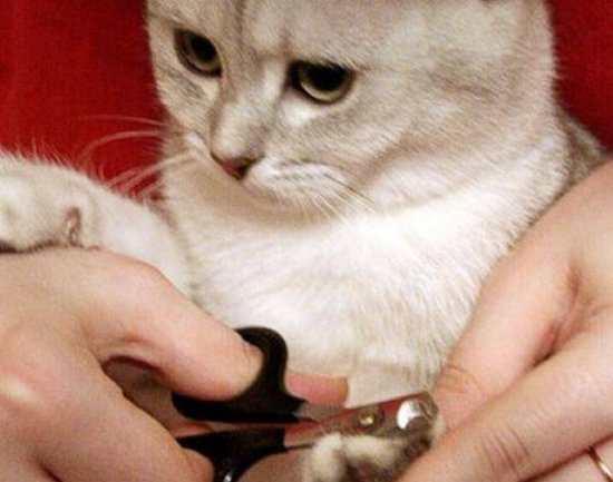 Как обрезать кошке когти?