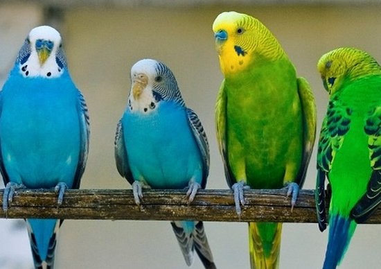 Как можно научить говорить волнистого попугая?