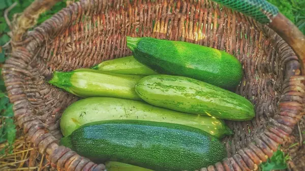 Никогда не горчит и быстро дает плоды: лучший ранний сорт кабачков