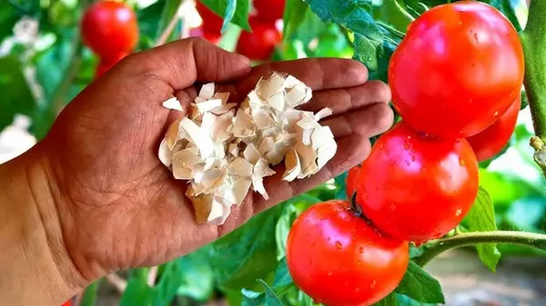 Как сделать идеальное яичное удобрение для томатов своими руками: интересный лайфхак