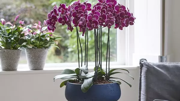 Пять главных правил удобрения орхидей, которые изменят ваш уход