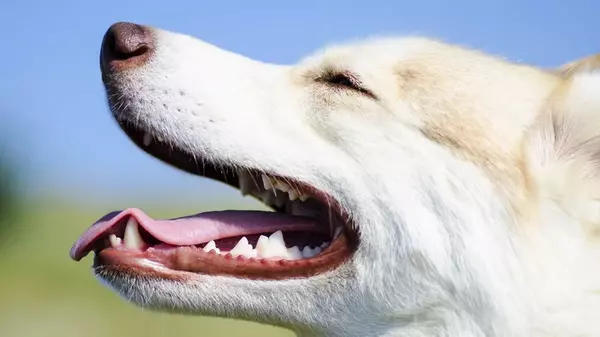 Как часто и чем нужно чистить зубы собаке