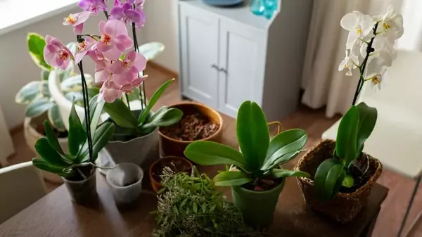 Какие комнатные цветы отпугивают деньги и мужчин: их лучше не держать на своем подоконнике