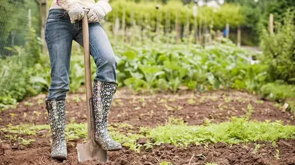 Лайфхак, как проверить качество почвы