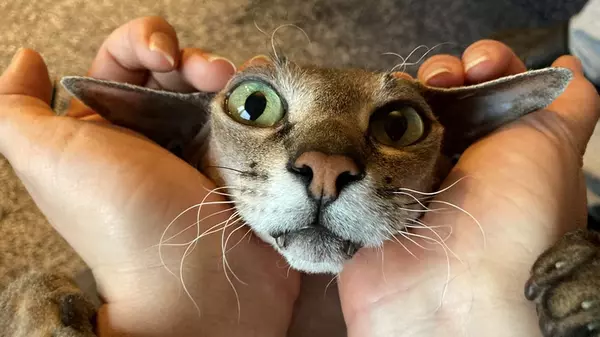 Почему ваш кот хочет есть рядом с вами: ветеринар назвала очень милую причину