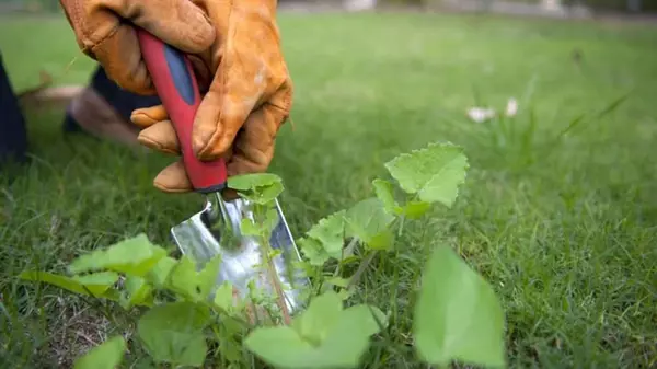 Как раз и навсегда уничтожить сорняки на газоне