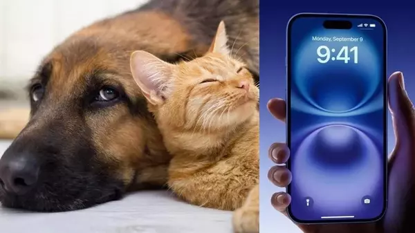 В соцсетях рассказали, как найти клеща у питомца с помощью смартфона