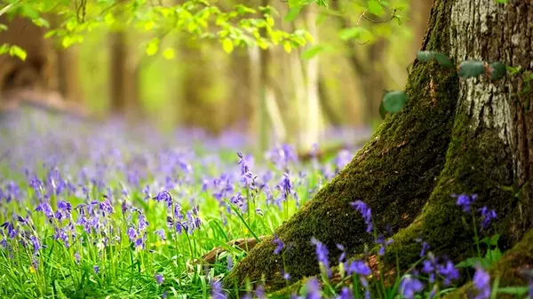 Праздник сегодня, 20 мая: что запрещено делать, народные приметы, у кого День ангела