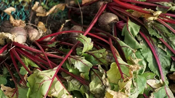 Почему свекла вырастает мелкой и бледной: большинство огородников повторяют одну роковую ошибку