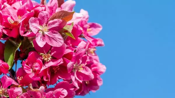 Этот куст цветет более 120 дней, поэтому его непременно надо посадить в своем саду