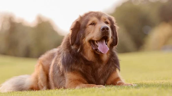 Самые популярные породы крупных собак: какие стоит выбрать и что стоит о них знать