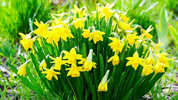 Нарциссы отцвели: что делать дальше и выкапывать ли луковицу