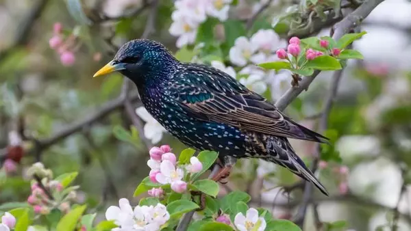 Это будет нужно уже скоро: 5 способов отпугнуть птиц от вишни и черешни