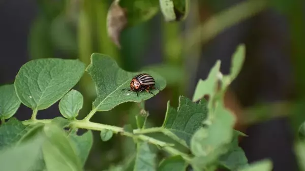Растворите в воде одно доступное средство: колорадский жук забудет дорогу к грядке с картофелем