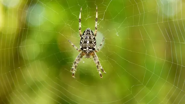 Топ-5 лайфхаков, которые помогут прогнать пауков из вашего дома