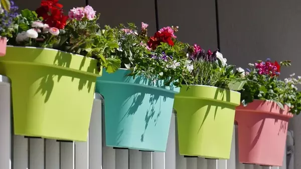 Пять идеальных растений для балкона: не нужно часто поливать, растут на бедной почве