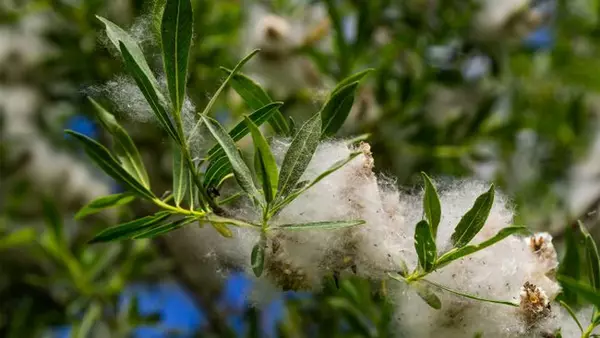 Эти народные методы не помогут при тополином пухе: мифы и правда