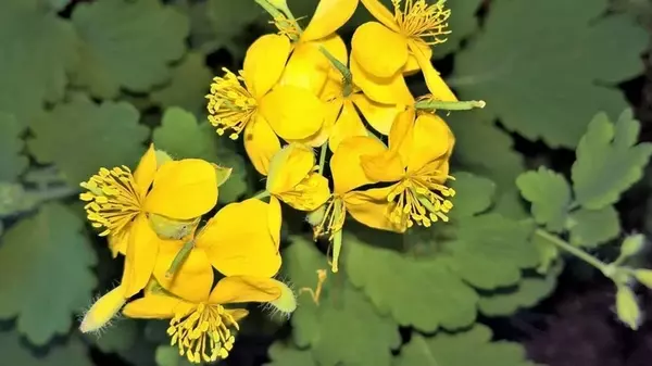 Почему нельзя уничтожать чистотел на своем огороде и какая его польза: об этом никто не знает